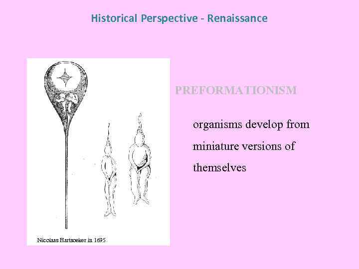 Historical Perspective - Renaissance PREFORMATIONISM organisms develop from miniature versions of themselves Nicolaas Hartsoeker