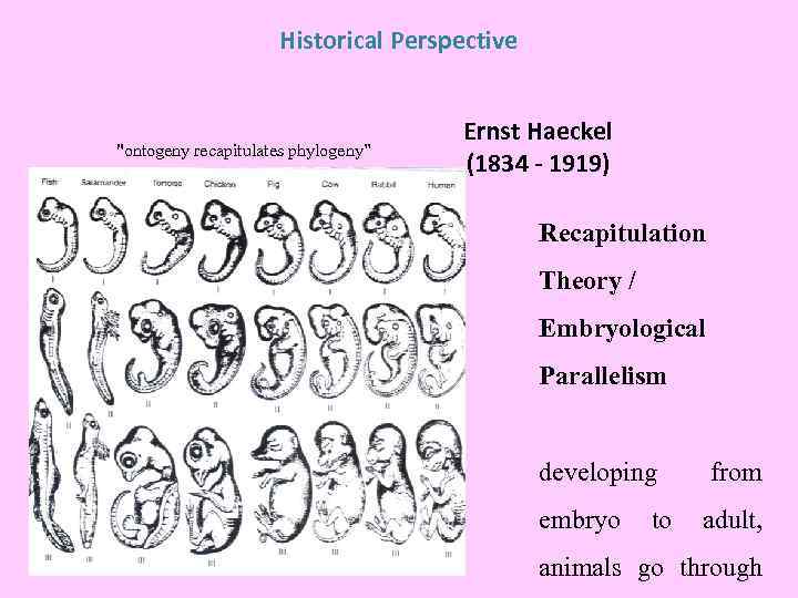 Historical Perspective 