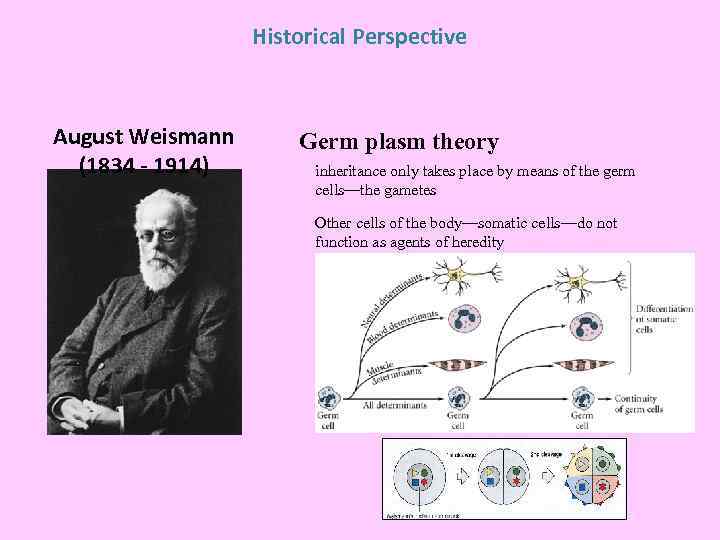 Historical Perspective August Weismann (1834 - 1914) Germ plasm theory inheritance only takes place