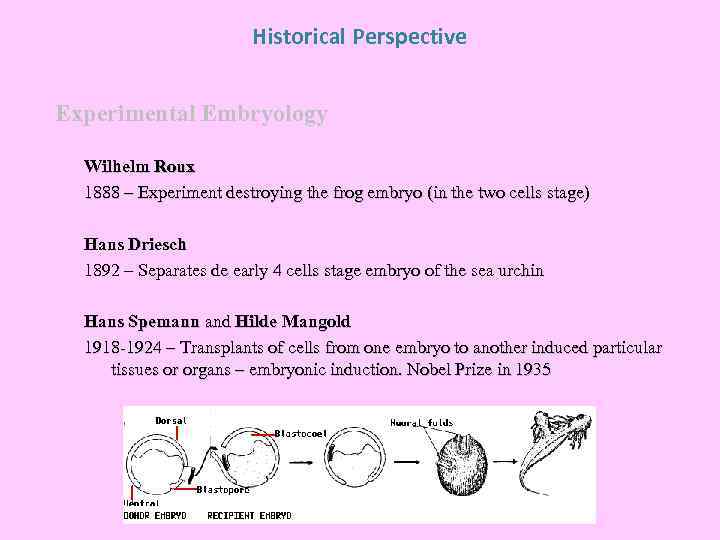 Historical Perspective Experimental Embryology Wilhelm Roux 1888 – Experiment destroying the frog embryo (in