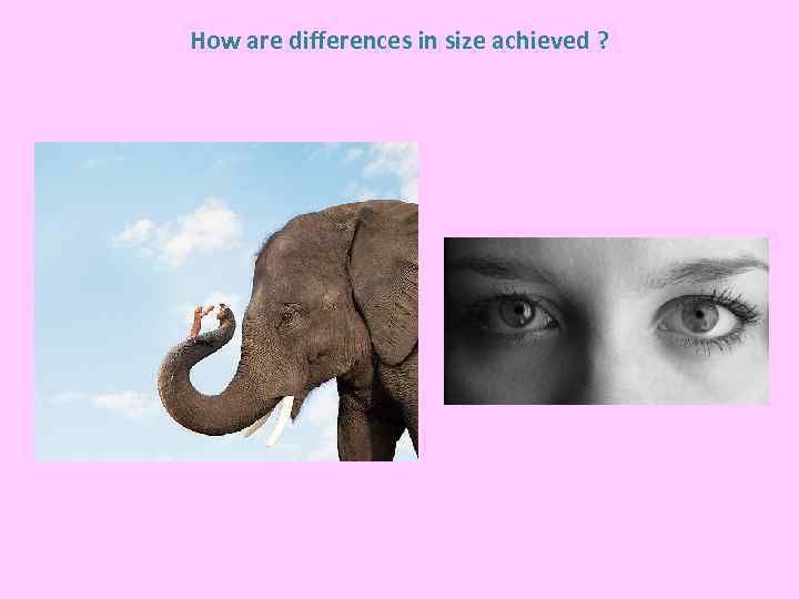 How are differences in size achieved ? 