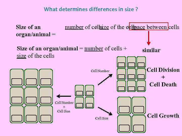 What determines differences in size ? Size of an organ/animal = number of cells