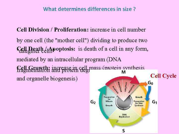 What determines differences in size ? Cell Division / Proliferation: increase in cell number