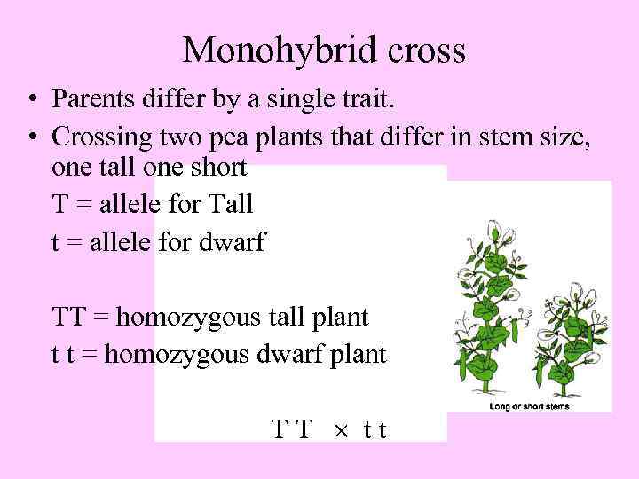 Monohybrid cross • Parents differ by a single trait. • Crossing two pea plants