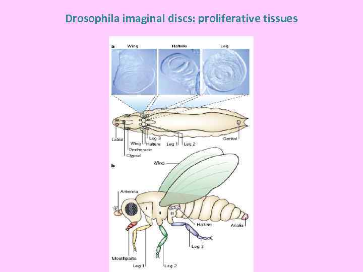 Drosophila imaginal discs: proliferative tissues 