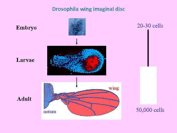 Drosophila wing imaginal disc 20 -30 cells Embryo Larvae wing Adult notum 50, 000