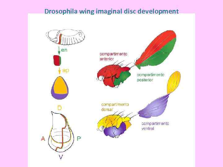 Drosophila wing imaginal disc development 