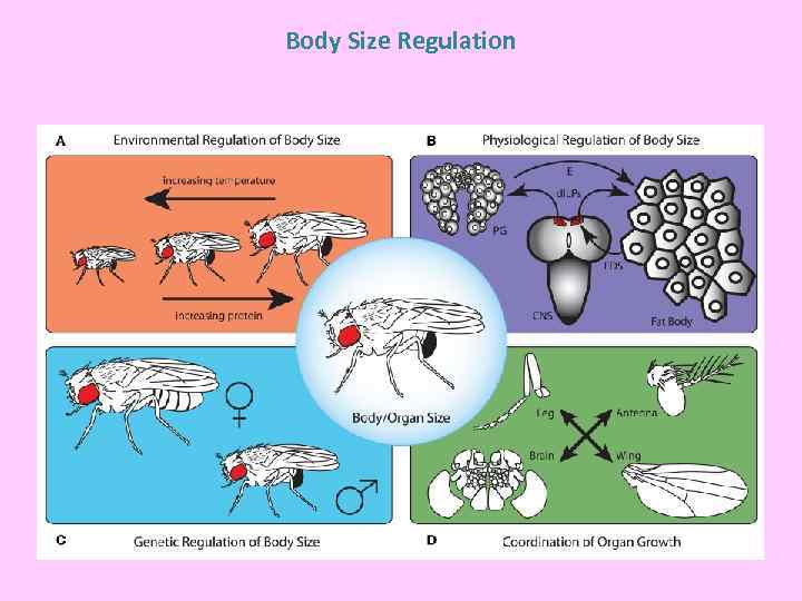 Body Size Regulation 