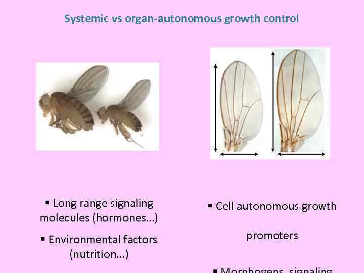 Systemic vs organ-autonomous growth control § Long range signaling molecules (hormones…) § Cell autonomous