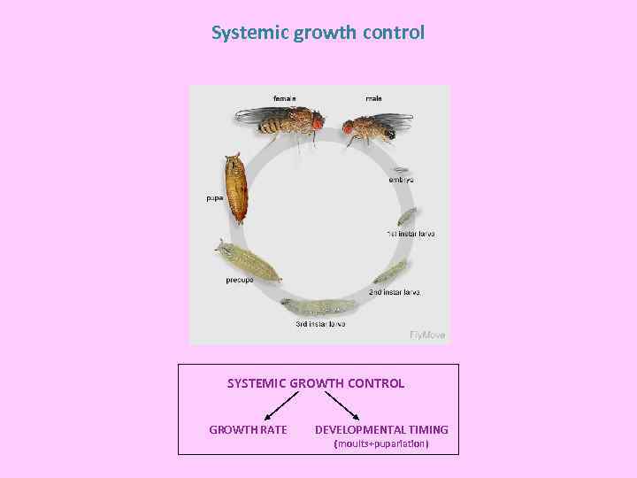 Systemic growth control SYSTEMIC GROWTH CONTROL GROWTH RATE DEVELOPMENTAL TIMING (moults+pupariation) 