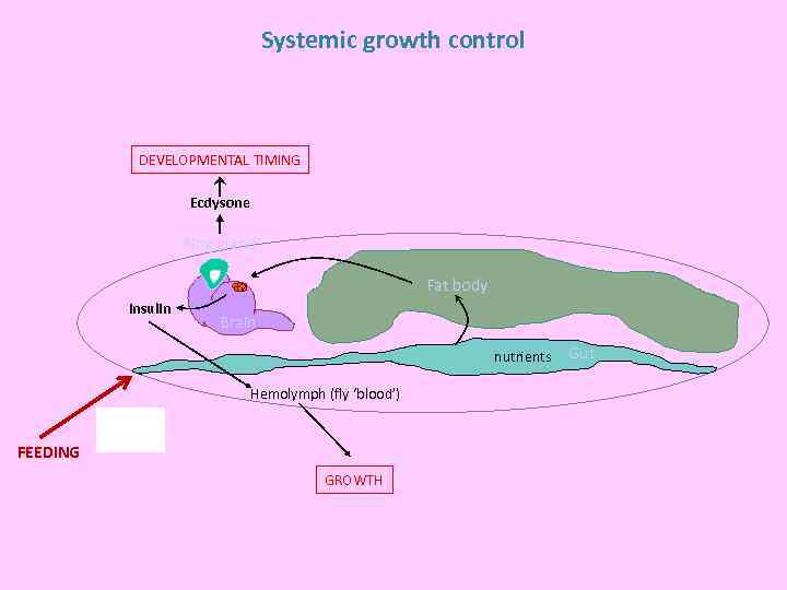 Systemic growth control DEVELOPMENTAL TIMING Ecdysone Ring gland Fat body Insulin Brain nutrients Hemolymph