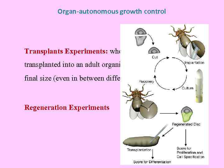 Organ-autonomous growth control Transplants Experiments: when a small organ is transplanted into an adult