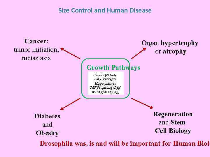 Size Control and Human Disease Cancer: tumor initiation, metastasis Organ hypertrophy or atrophy Growth