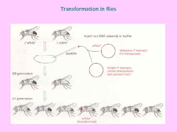 Transformation in flies 