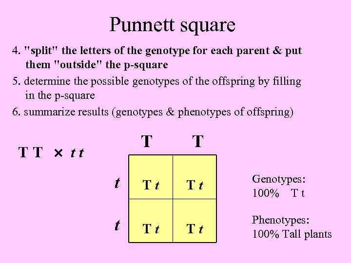 Punnett Square For 4 Traits