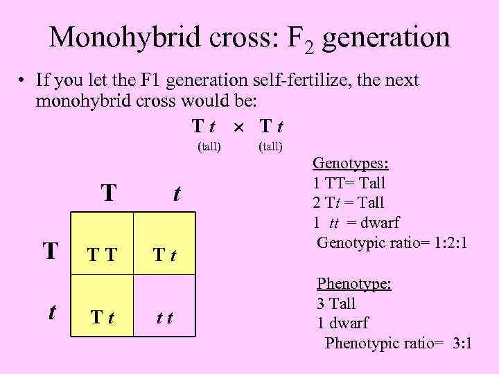 Monohybrid cross: F 2 generation • If you let the F 1 generation self-fertilize,