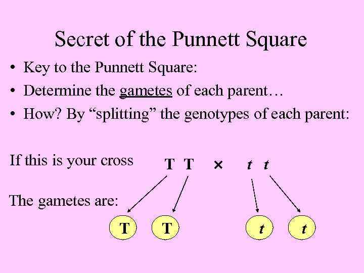 Secret of the Punnett Square • Key to the Punnett Square: • Determine the