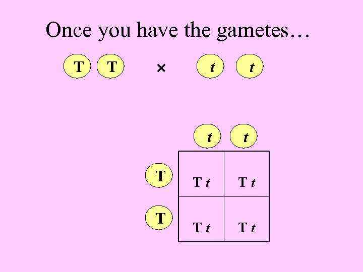 Once you have the gametes… T T t t Tt Tt 