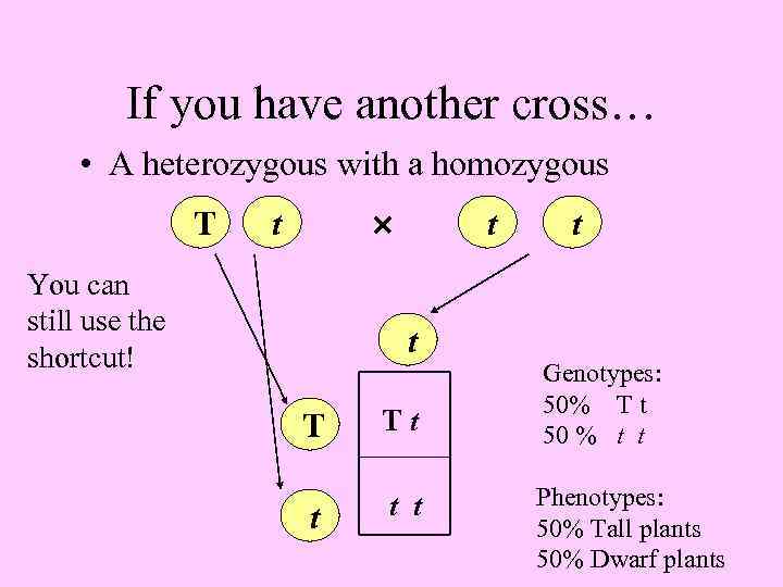 If you have another cross… • A heterozygous with a homozygous T t You