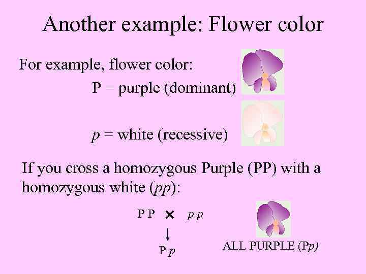 Another example: Flower color For example, flower color: P = purple (dominant) p =