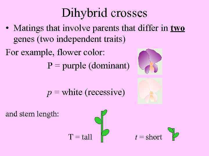 Dihybrid crosses • Matings that involve parents that differ in two genes (two independent