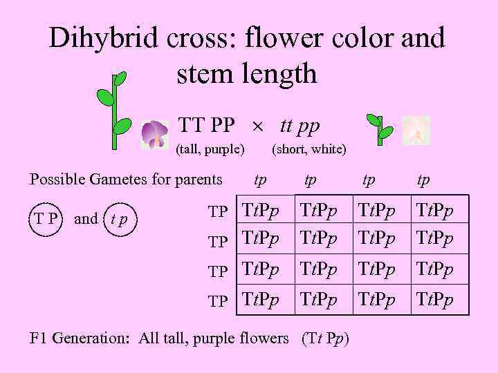 Dihybrid cross: flower color and stem length TT PP tt pp (tall, purple) Possible