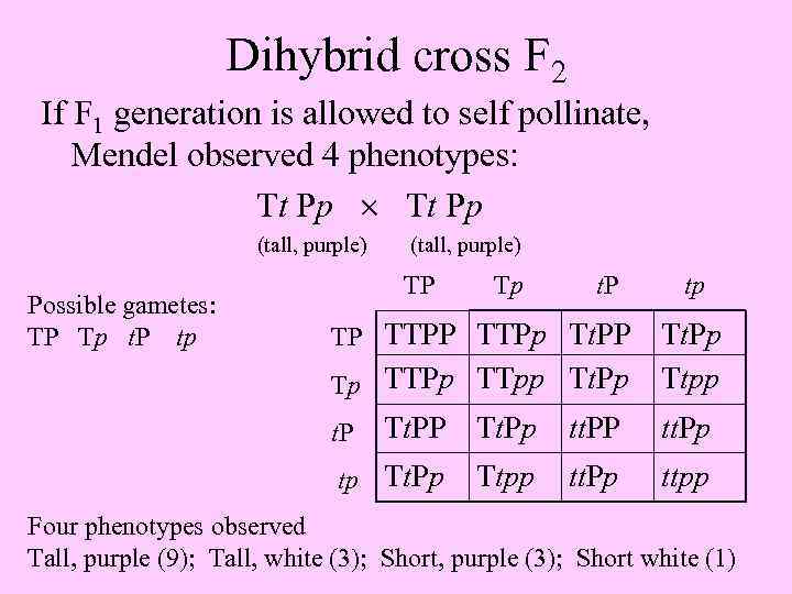 Dihybrid cross F 2 If F 1 generation is allowed to self pollinate, Mendel