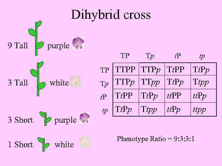 Dihybrid cross 9 Tall purple TP Tp t. P TP TTPp Tt. PP 3