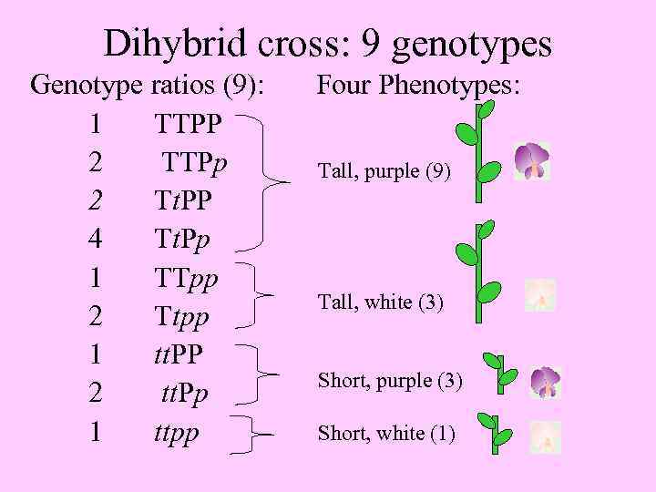 Dihybrid cross: 9 genotypes Genotype ratios (9): 1 TTPP 2 TTPp 2 Tt. PP