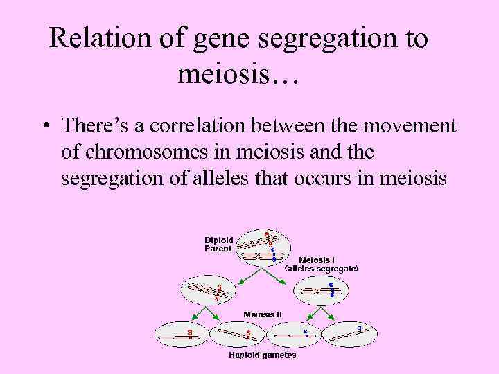 Relation of gene segregation to meiosis… • There’s a correlation between the movement of