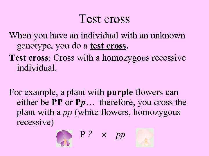 Test cross When you have an individual with an unknown genotype, you do a