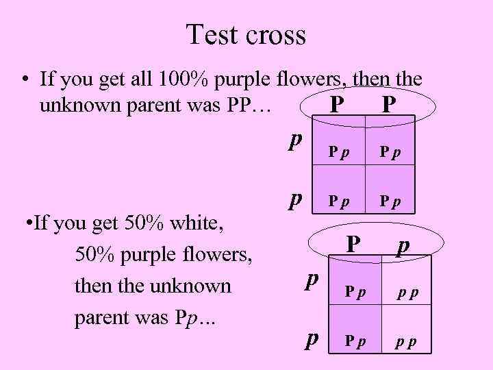 Test cross • If you get all 100% purple flowers, then the unknown parent