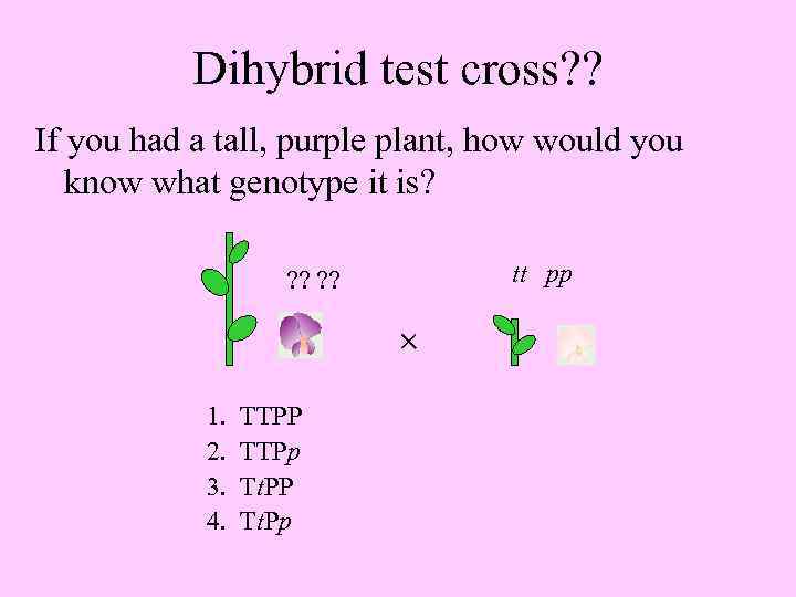 Dihybrid test cross? ? If you had a tall, purple plant, how would you