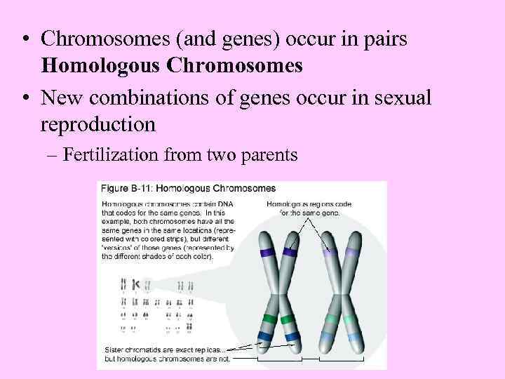  • Chromosomes (and genes) occur in pairs Homologous Chromosomes • New combinations of