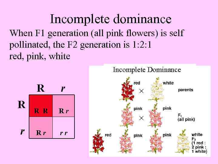 Incomplete dominance When F 1 generation (all pink flowers) is self pollinated, the F