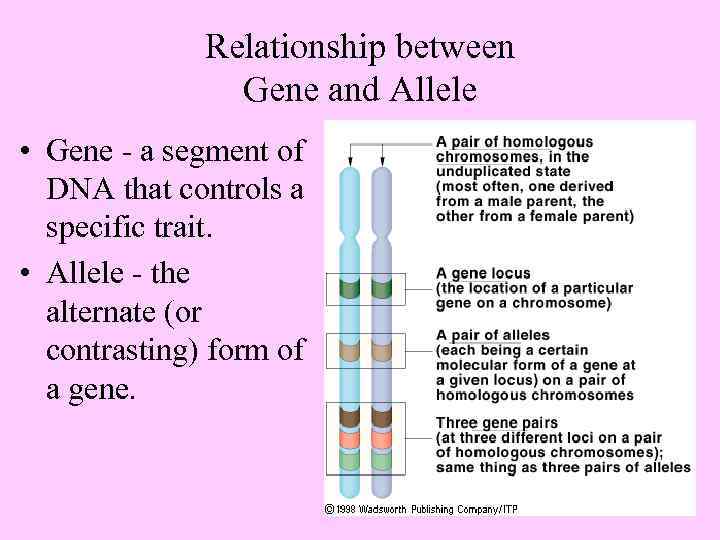 Relationship between Gene and Allele • Gene - a segment of DNA that controls