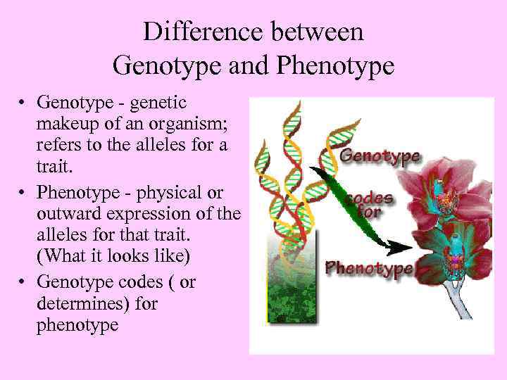 Difference between Genotype and Phenotype • Genotype - genetic makeup of an organism; refers