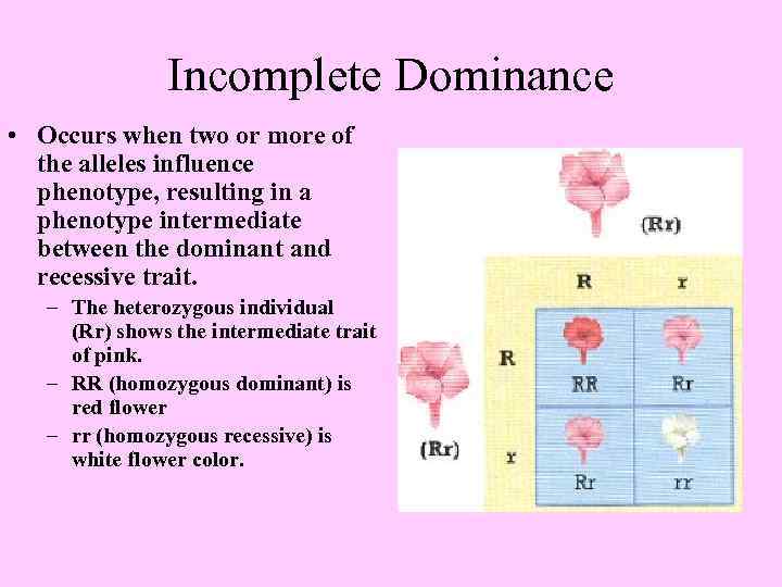 Incomplete Dominance • Occurs when two or more of the alleles influence phenotype, resulting