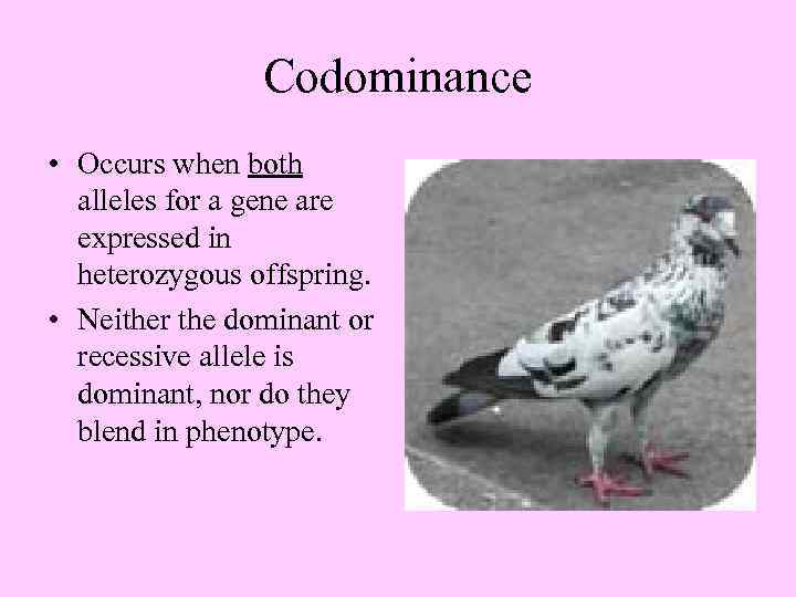 Codominance • Occurs when both alleles for a gene are expressed in heterozygous offspring.