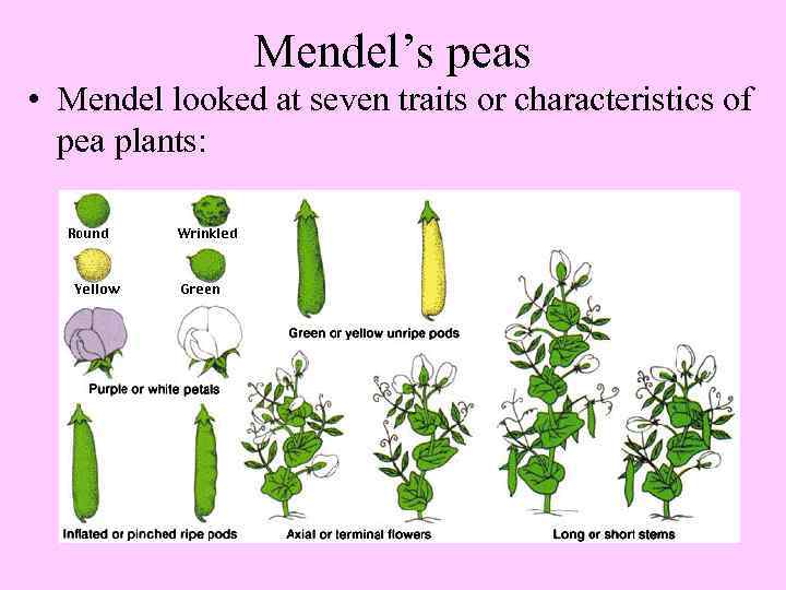 Mendel’s peas • Mendel looked at seven traits or characteristics of pea plants: 