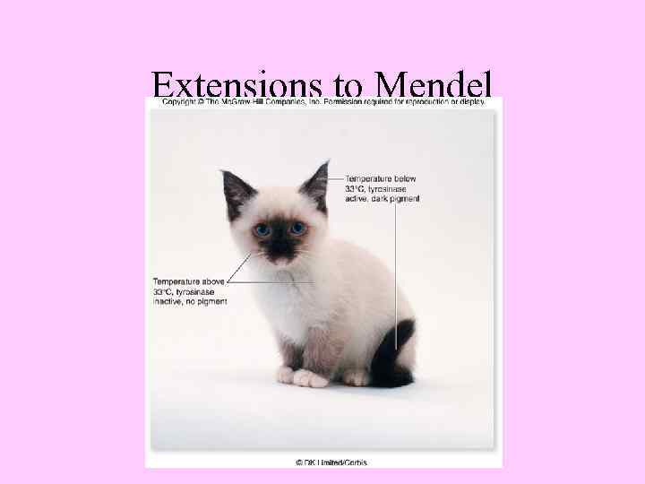 Extensions to Mendel 