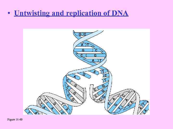  • Untwisting and replication of DNA Figure 10. 4 B 