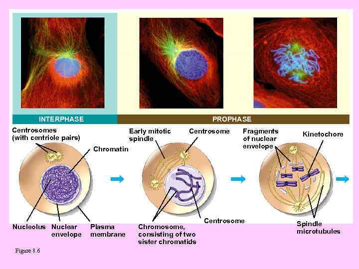 INTERPHASE PROPHASE Centrosomes (with centriole pairs) Early mitotic spindle Centrosome Chromatin Nucleolus Nuclear envelope