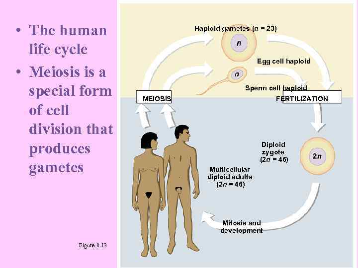  • The human life cycle • Meiosis is a special form of cell