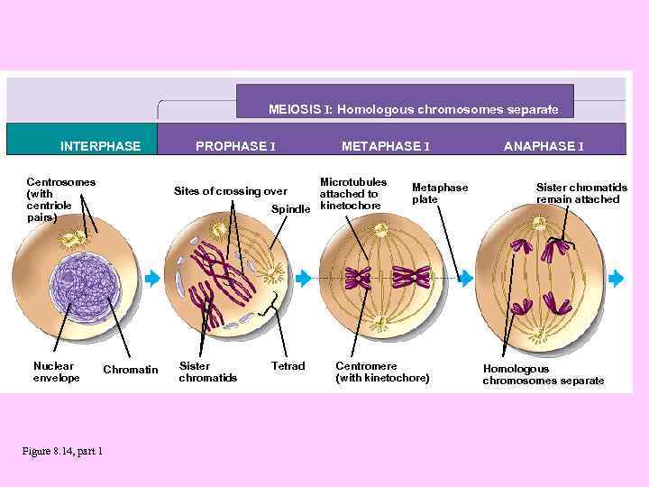 MEIOSIS I: Homologous chromosomes separate INTERPHASE Centrosomes (with centriole pairs) Nuclear envelope Figure 8.