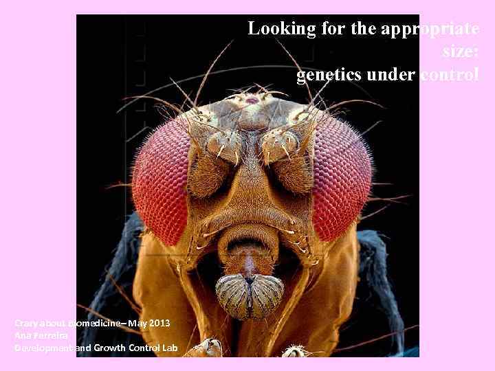 Looking for the appropriate size: genetics under control Crazy about Biomedicine– May 2013 Ana