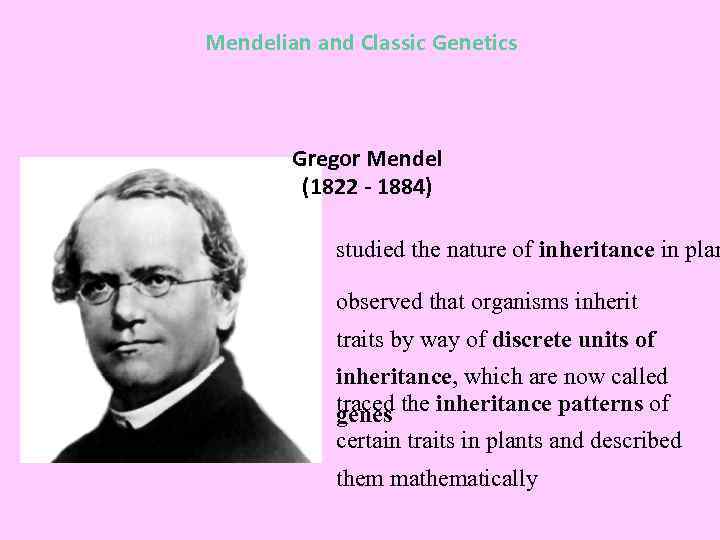 Mendelian and Classic Genetics Gregor Mendel (1822 - 1884) studied the nature of inheritance