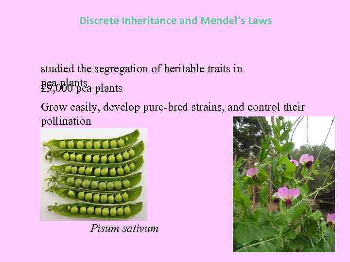 Discrete Inheritance and Mendel’s Laws studied the segregation of heritable traits in pea plants