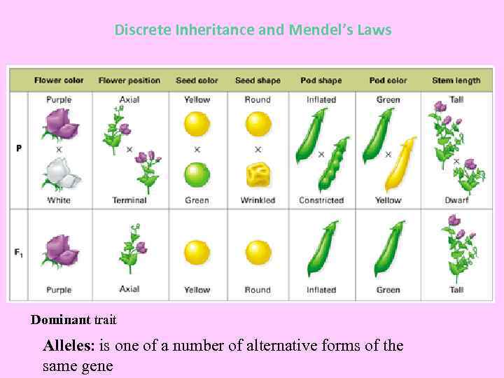 Discrete Inheritance and Mendel’s Laws Dominant trait Alleles: is one of a number of