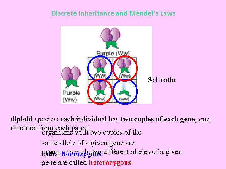 Discrete Inheritance and Mendel’s Laws 3: 1 ratio diploid species: each individual has two